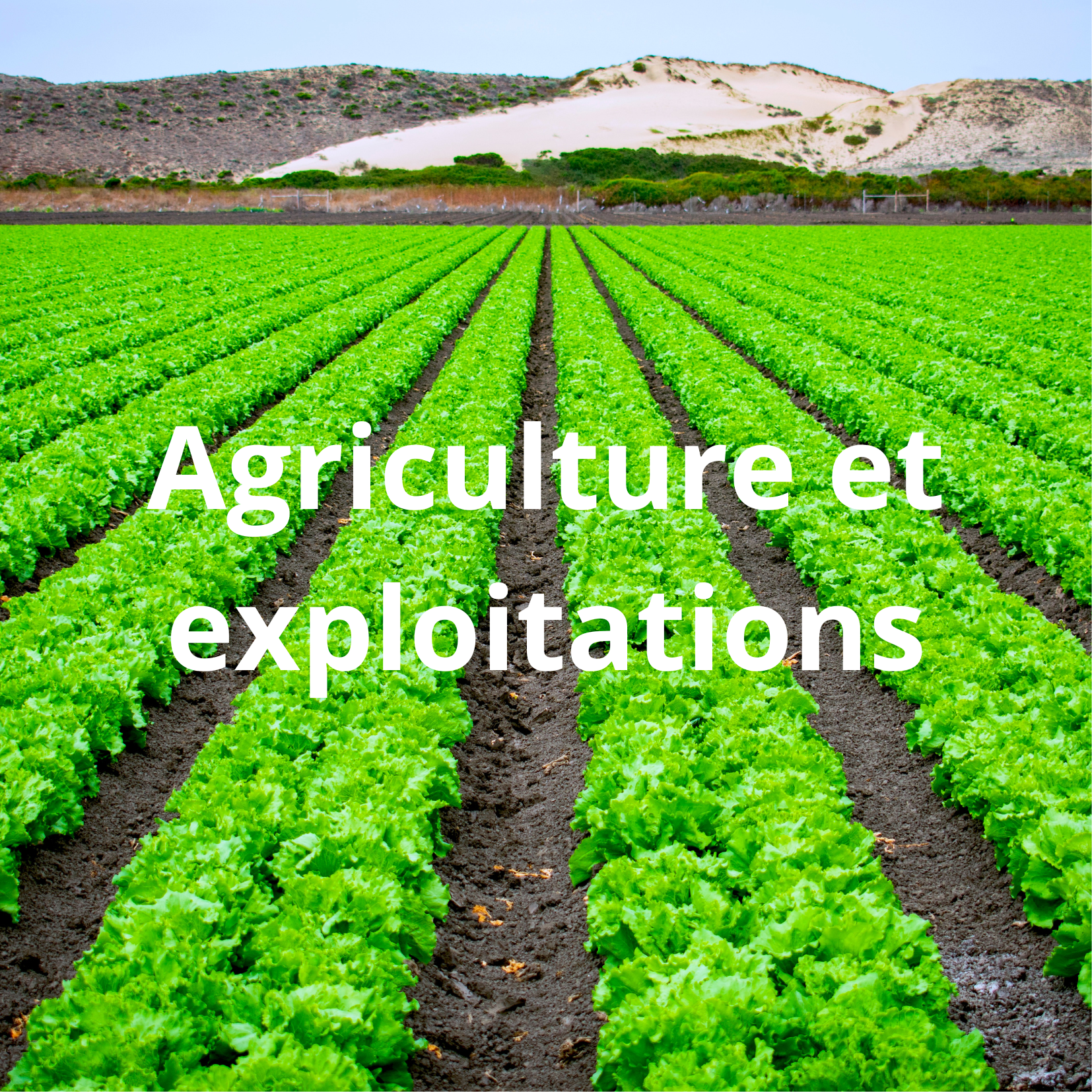 Parcelle agricole pouvant être surveillée par drone